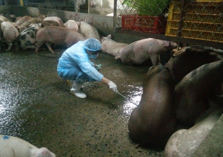 Phát hiện chất cấm trong chăn nuôi, Bộ Nông nghiệp ra công điện khẩn